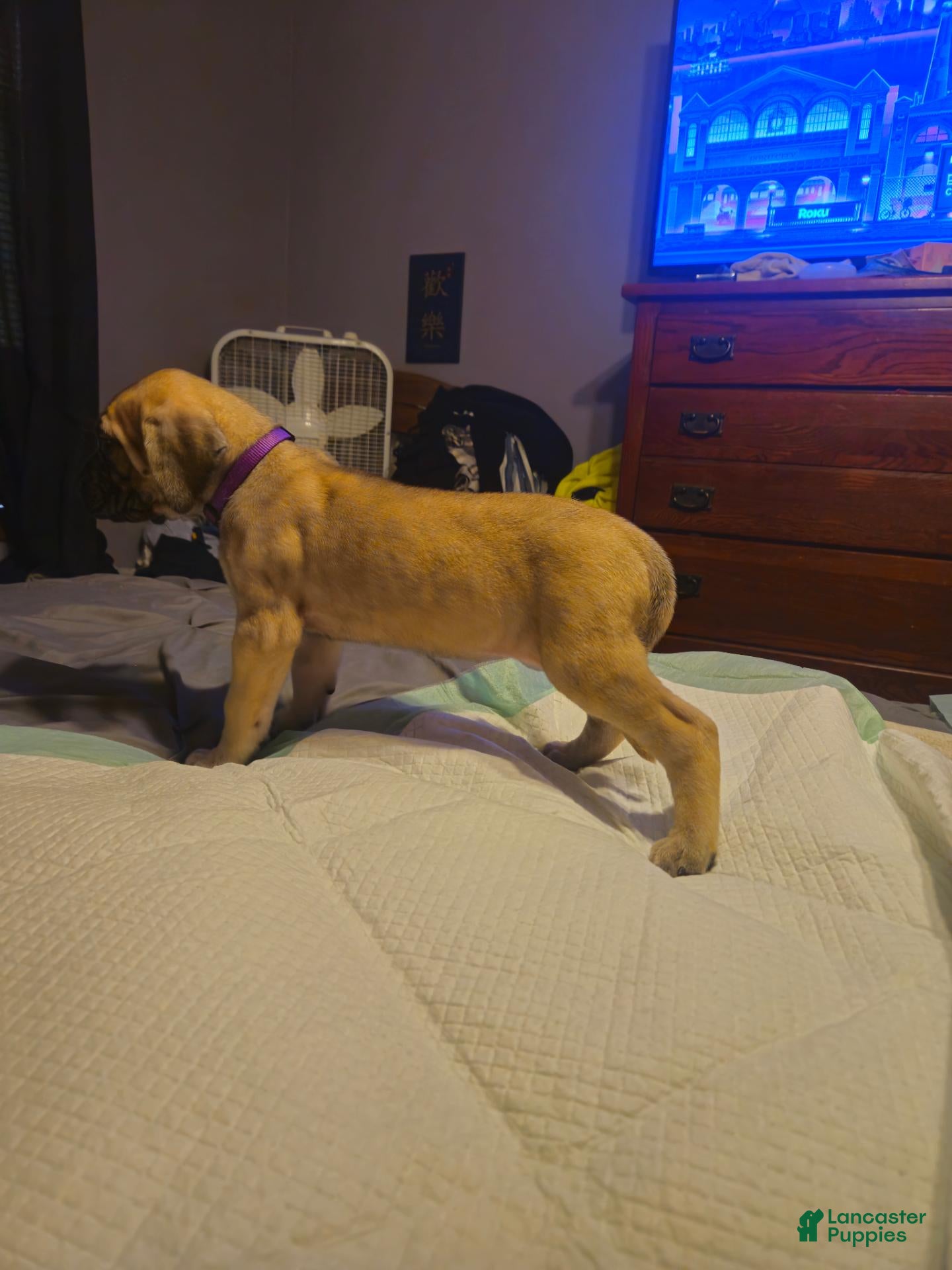 English Mastiff dogs English Mastiff 2 - Ad 35
