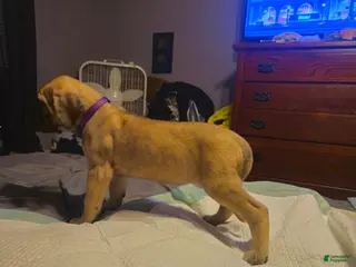 English Mastiff dogs English Mastiff 2 - Ad 35