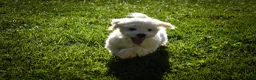 Maltese dogs for sale: Baxter 🐶 - Ad 3