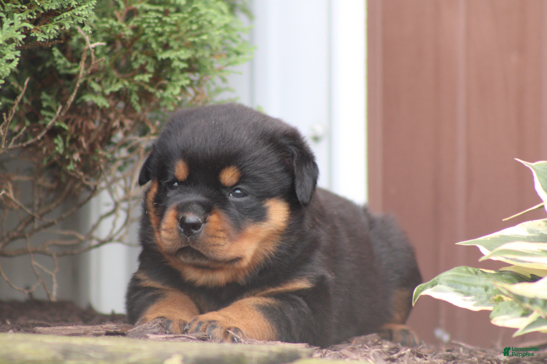 Rottweiler dogs France  - Ad 15