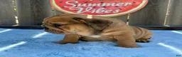 English Bulldog dogs for sale: Lipa - Ad 2