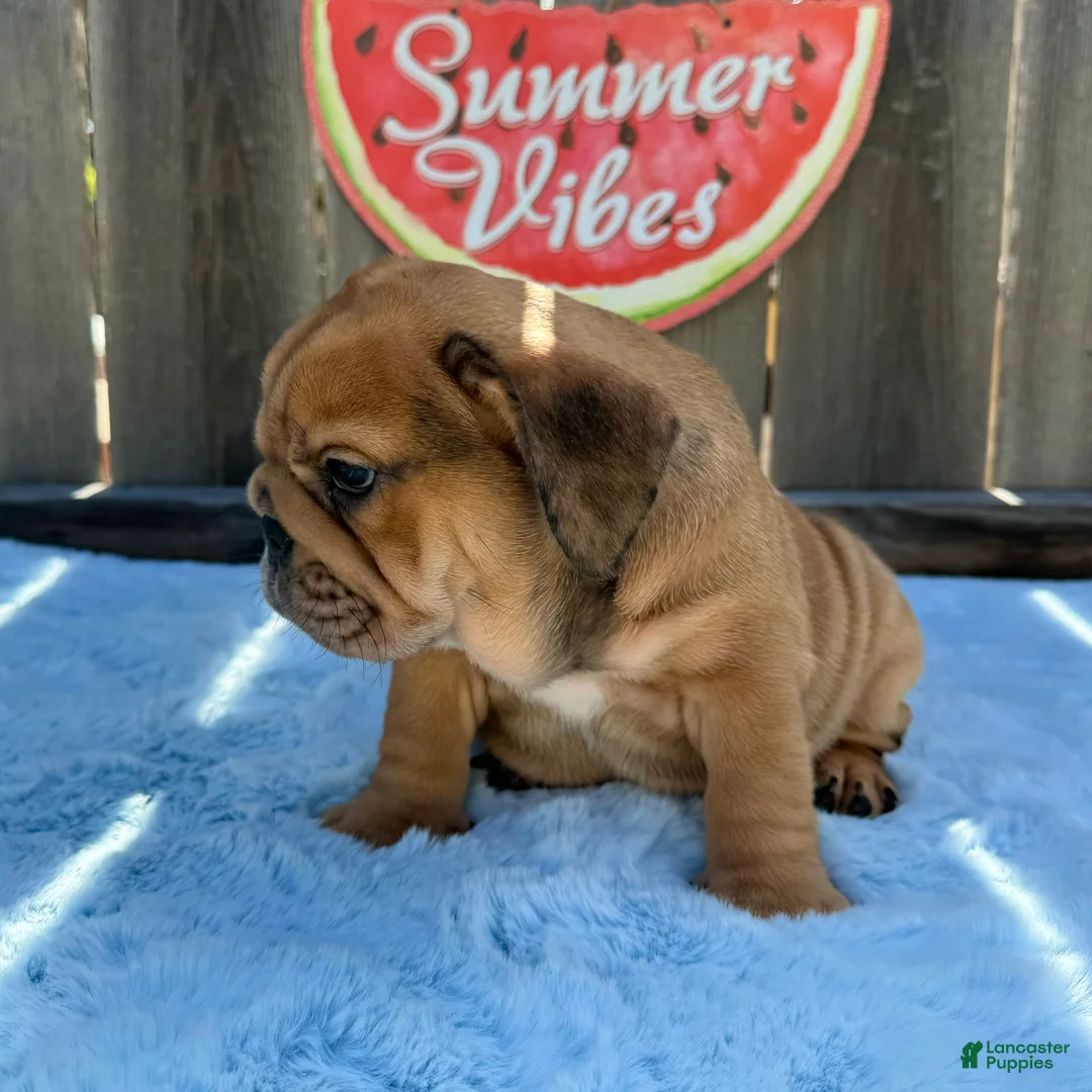 English Bulldog dogs for sale: Lipa - Ad 2