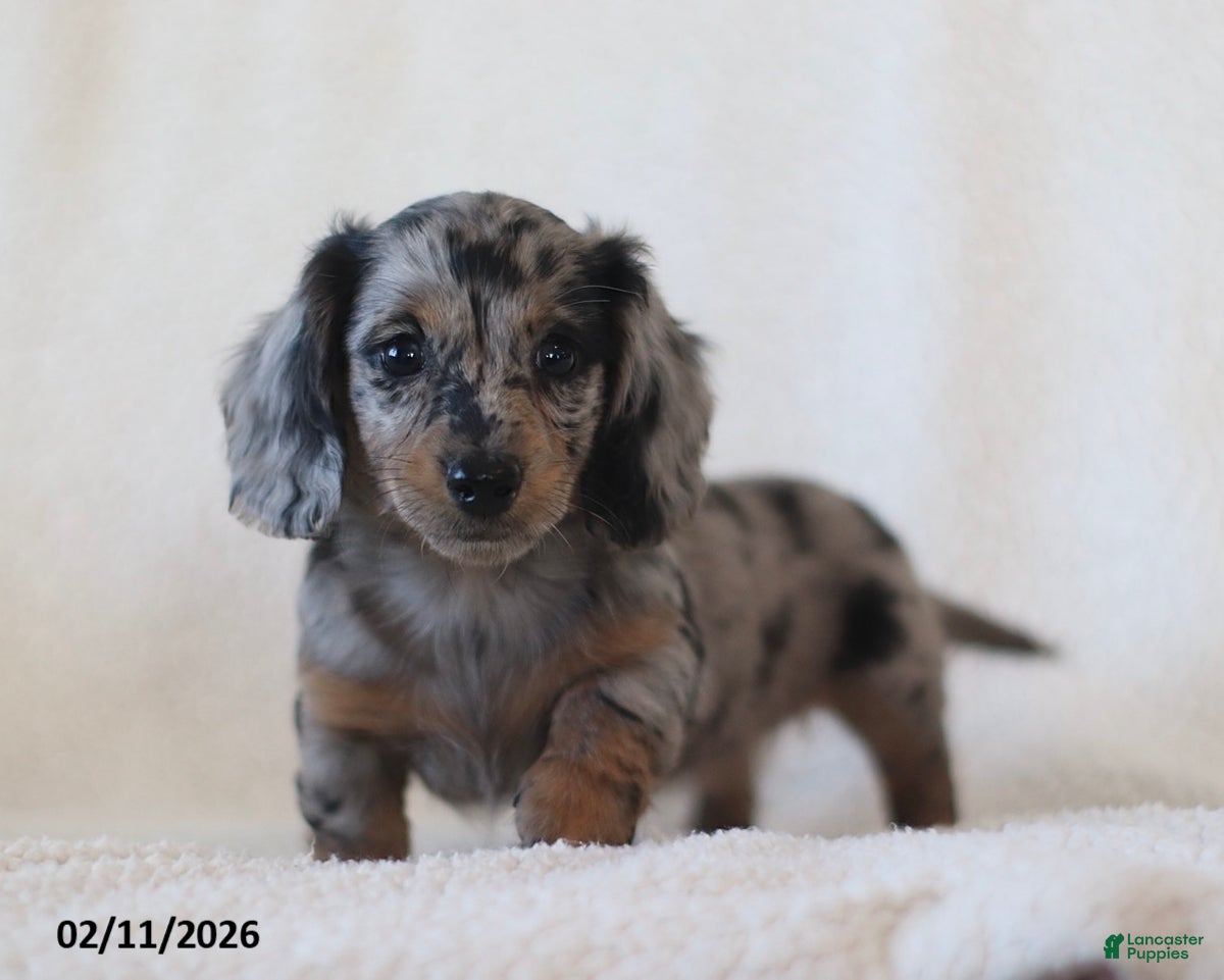 Miniature Dachshund dogs Lacey - Ad 30