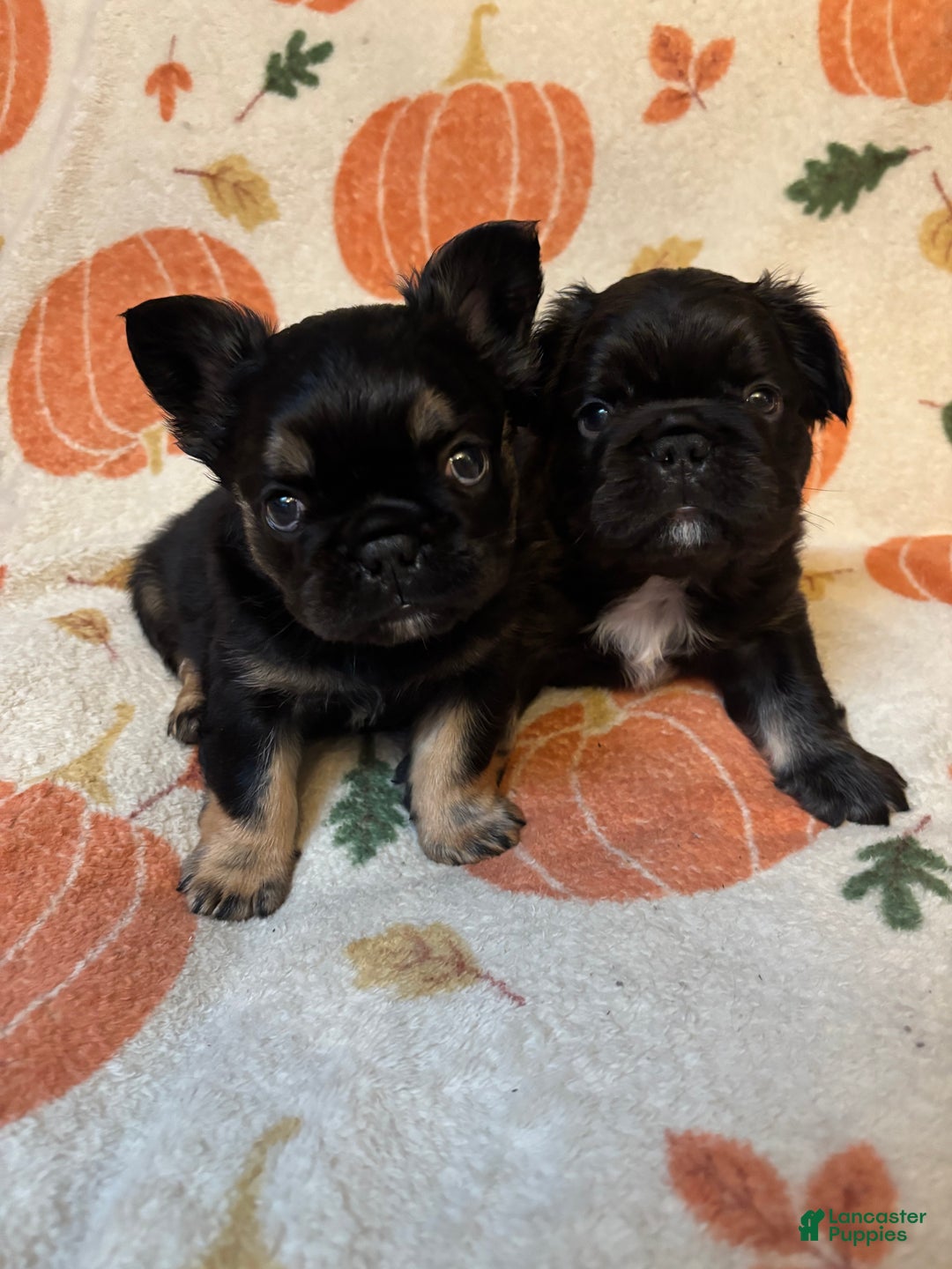 French Bulldog dogs for sale: French Bulldog Puppy 1 - Ad 2