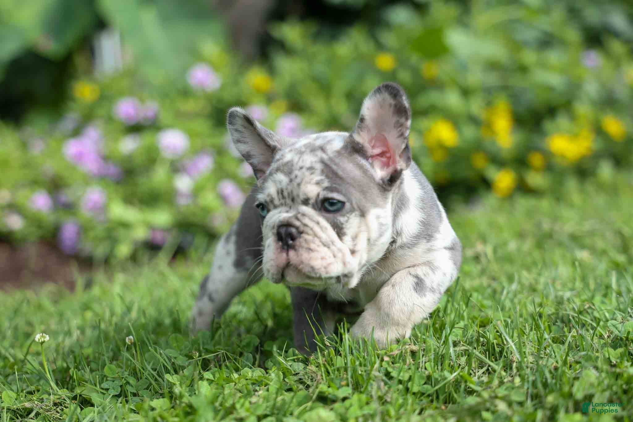 French Bulldog dogs 🐾 Magnes - Ad 1