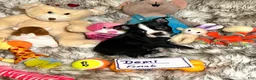 Boston Terrier dogs for sale:  Demi - Ad 5