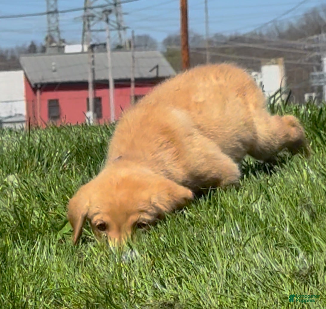 Labrador Retriever dogs Labrador Retriever Puppy 1 - Ad 2
