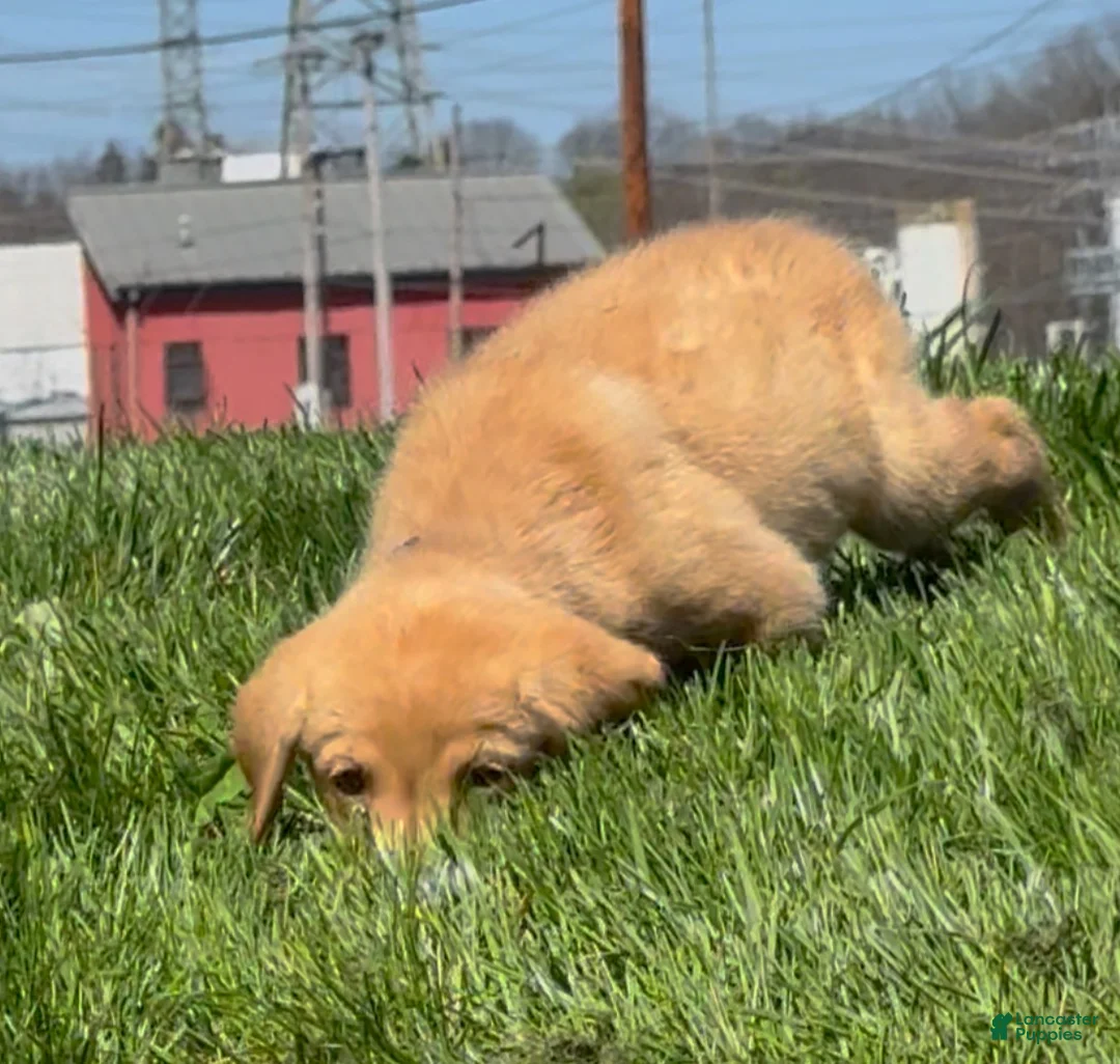 Labrador Retriever dogs for sale: Labrador Retriever Puppy 1 - Ad 2