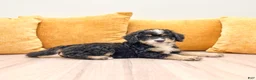 Mini Bernedoodle dogs for sale: Rusty - Ad 7