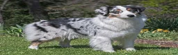 Australian Shepherd dogs for sale: Mitch - Ad 6