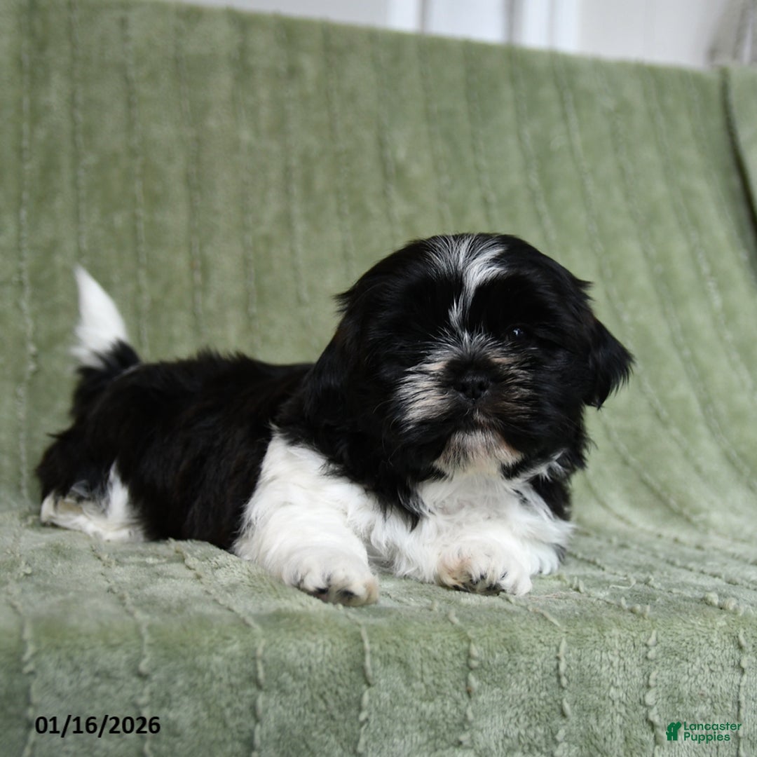 Shih Tzu dogs for sale: Gunner - Ad 2