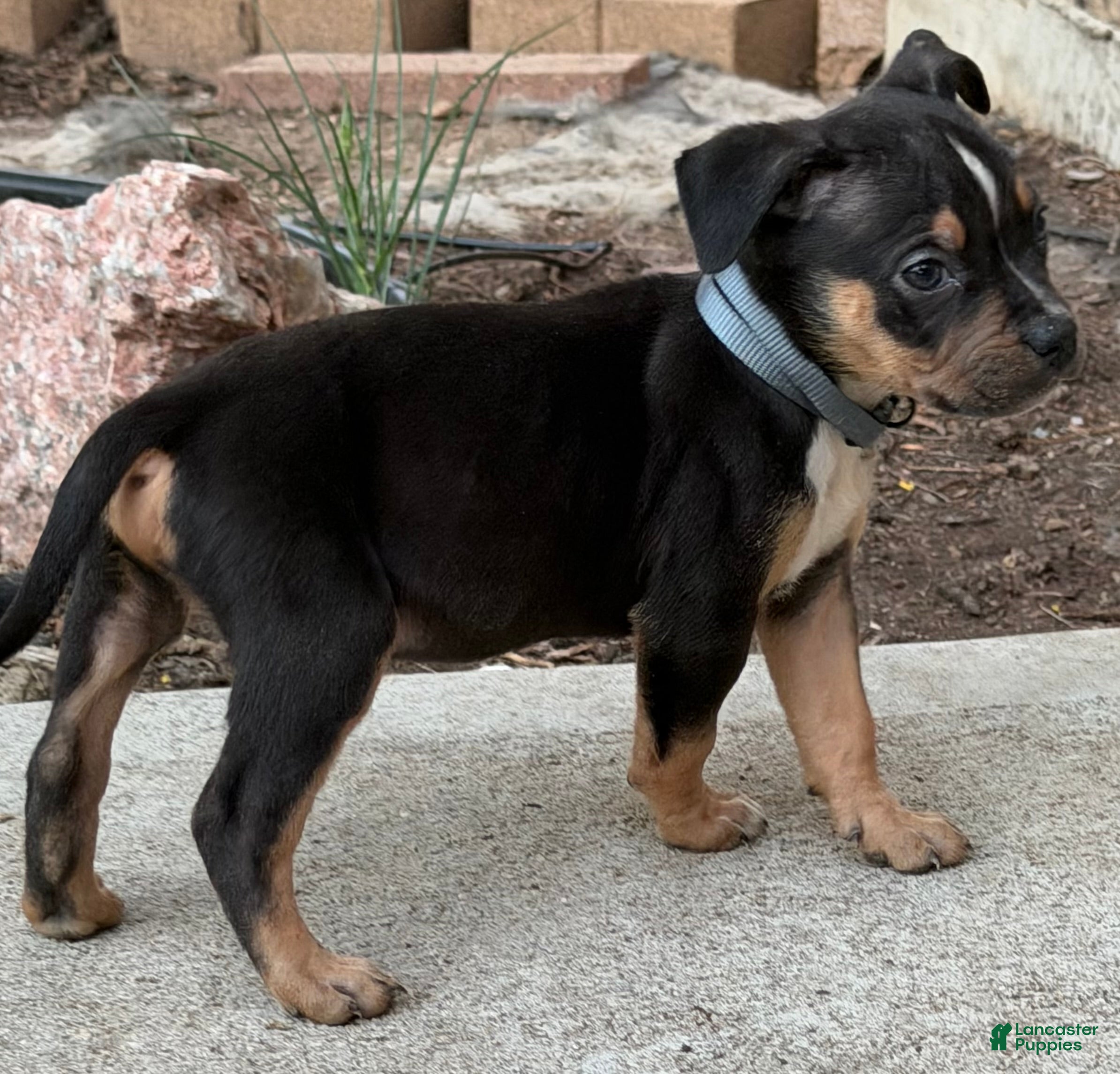 American Bully dogs American Bully Puppy 1 - Ad 2