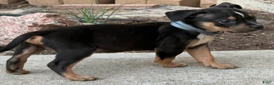 American Bully Puppy 1
