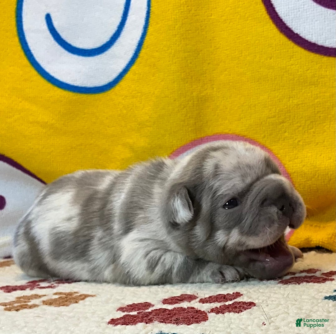 French Bulldog dogs for sale: Garmin - Ad 29