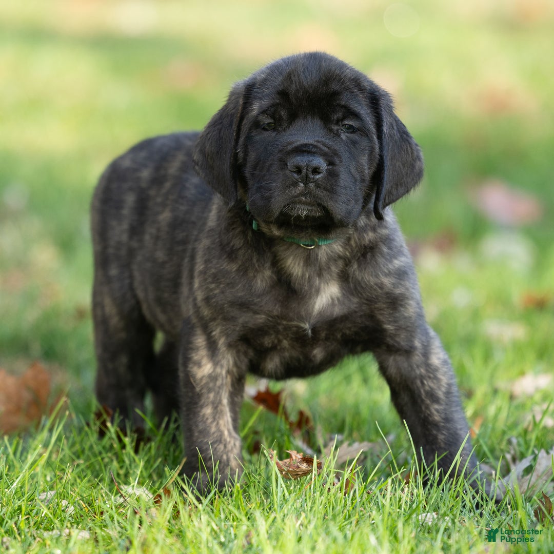 English Mastiff dogs for sale: Buddy - Ad 2