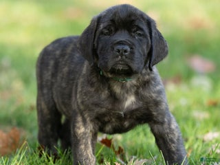 English Mastiff dogs Buddy - Ad 3