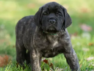 English Mastiff dogs Buddy - Ad 4