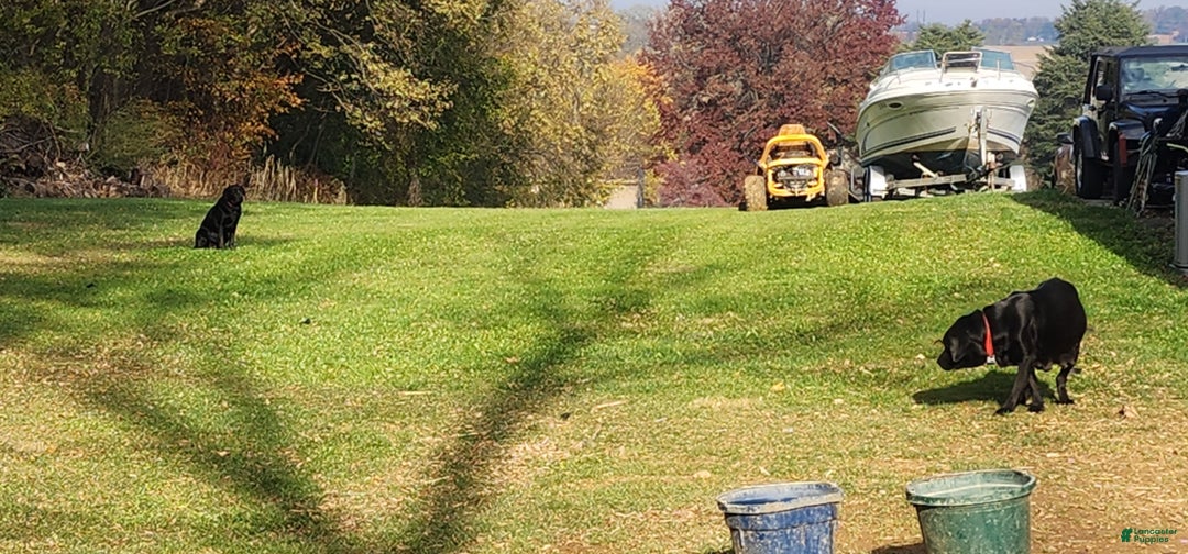 Labrador Retriever dogs for sale: Daisy - Ad 6