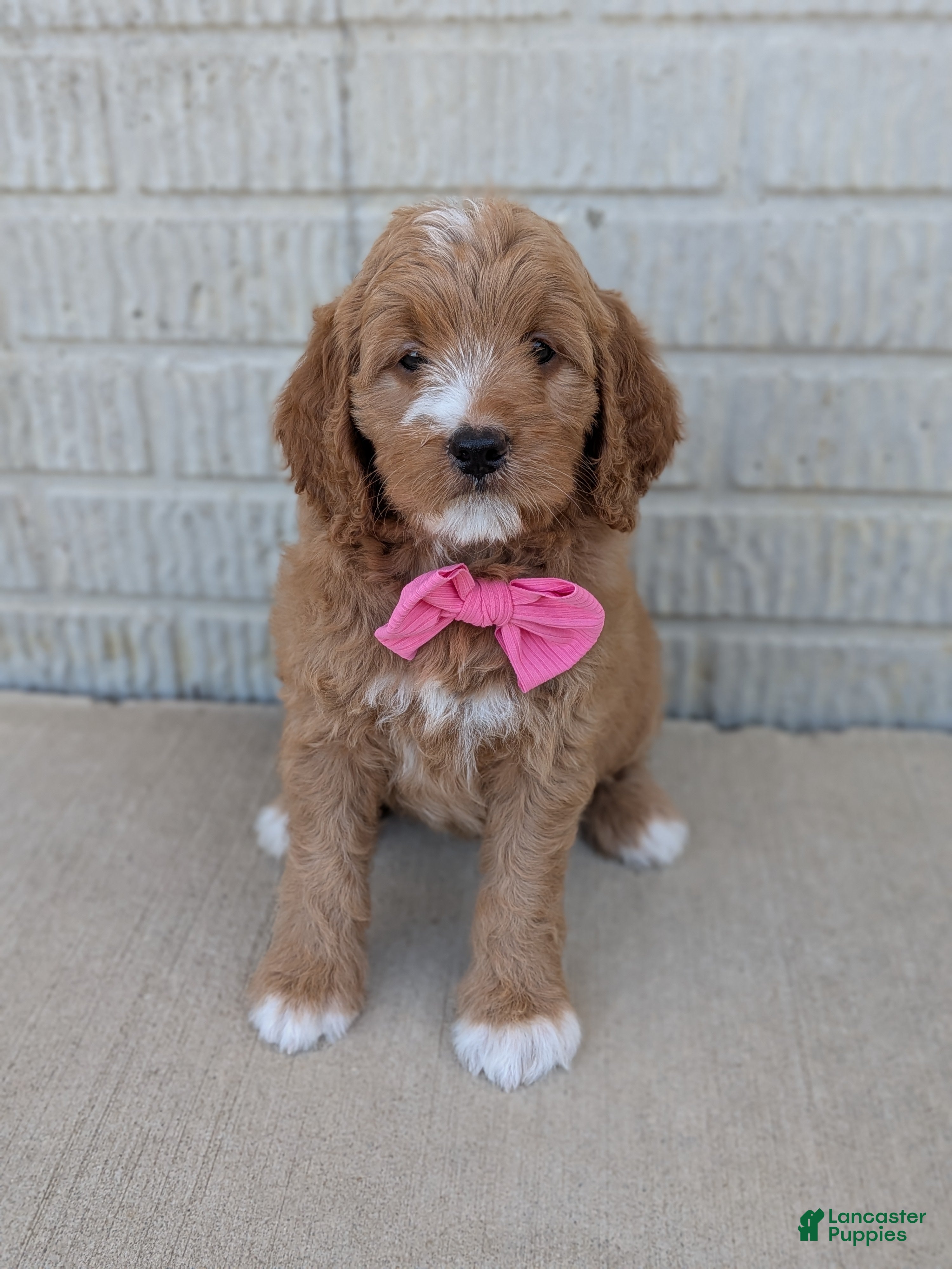 Goldendoodle dogs Ivy - Ad 2