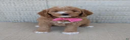 Goldendoodle dogs for sale: Ivy - Ad 2