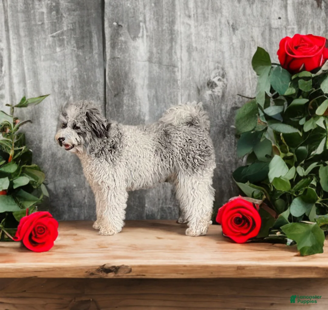 Mini Bernedoodle dogs for sale: Mia - Ad 2