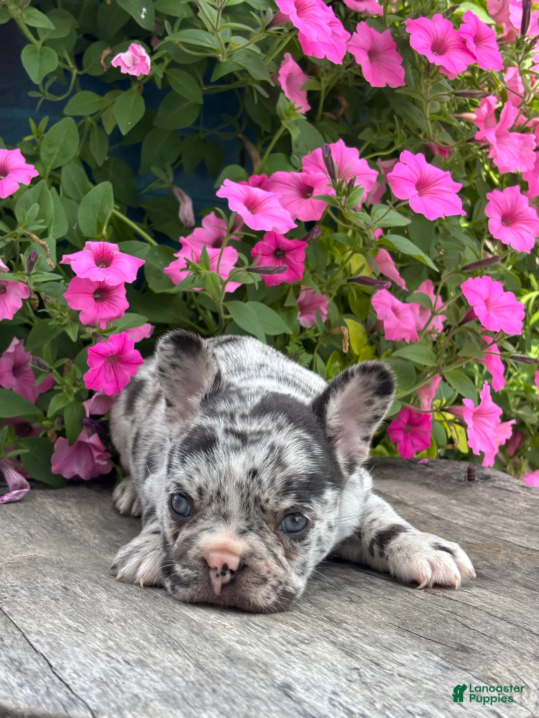 French Bulldog dogs for sale: Hudson - Ad 2
