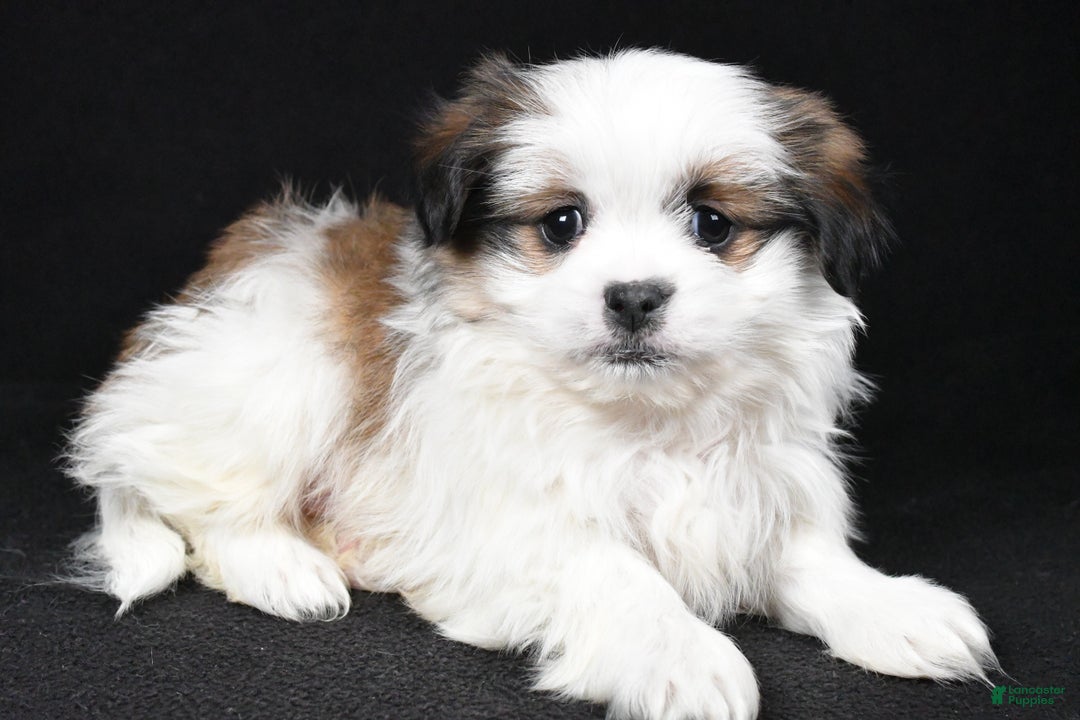 Mixed Breed dogs for sale: Alex - Ad 1