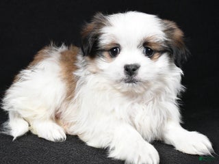 Mixed Breed dogs Alex - Ad 17