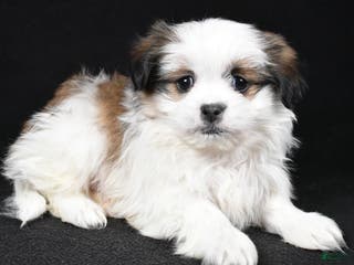 Mixed Breed dogs Alex - Ad 32