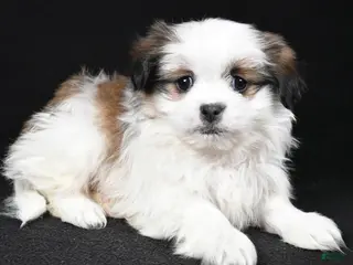 Mixed Breed dogs Alex - Ad 34