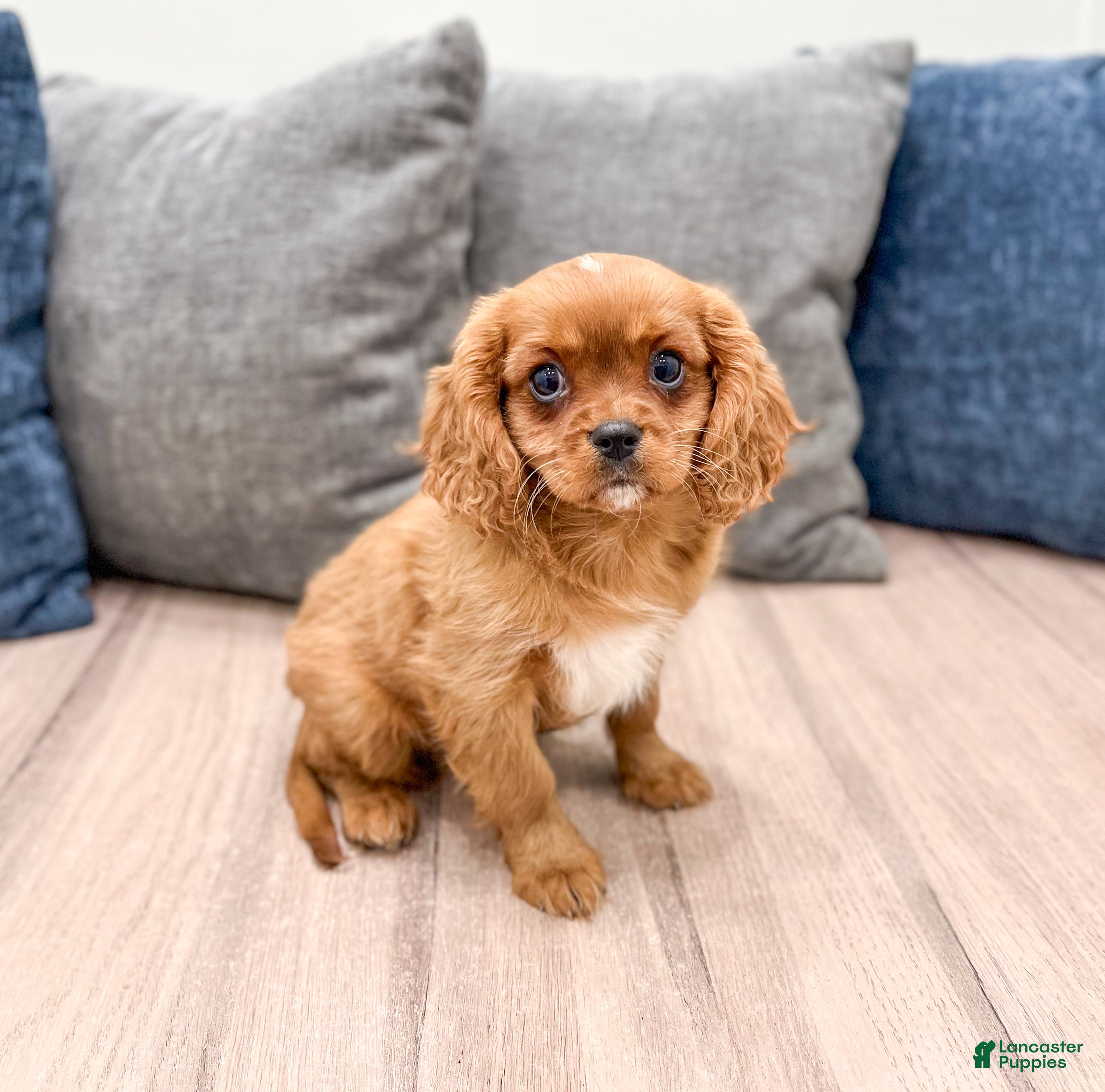 Cavalier King Charles Spaniel dogs Duke - Ad 2