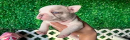 French Bulldog dogs for sale: French Bulldog 2 - Ad 5