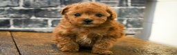 Miniature Poodle dogs for sale: Kermit - Ad 2