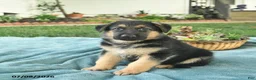 German Shepherd dogs for sale: Ike  - Ad 1