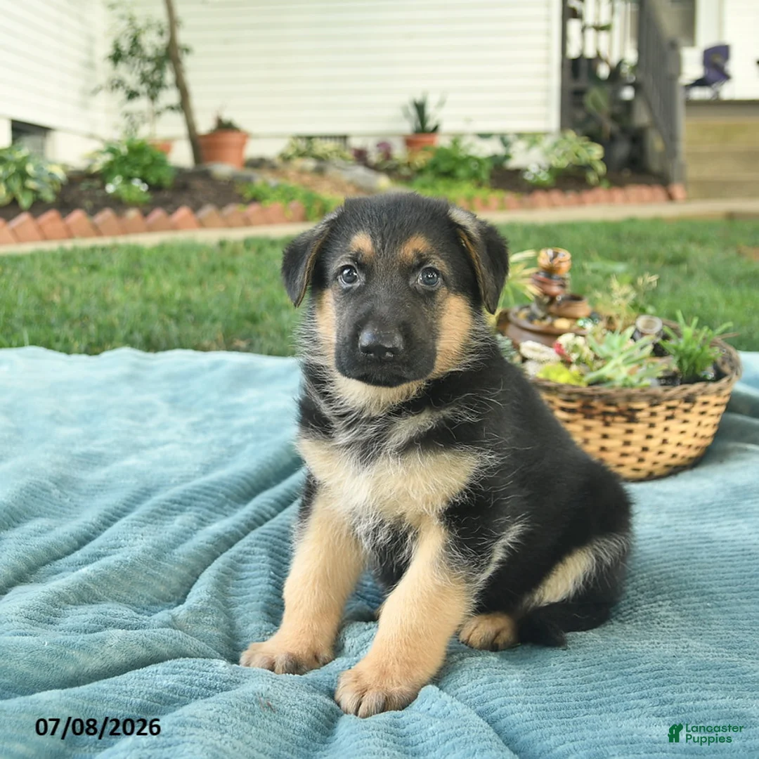 German Shepherd dogs for sale: Ike  - Ad 1