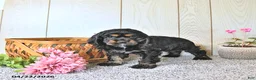 Cocker Spaniel dogs for sale: Cassandra - Ad 4
