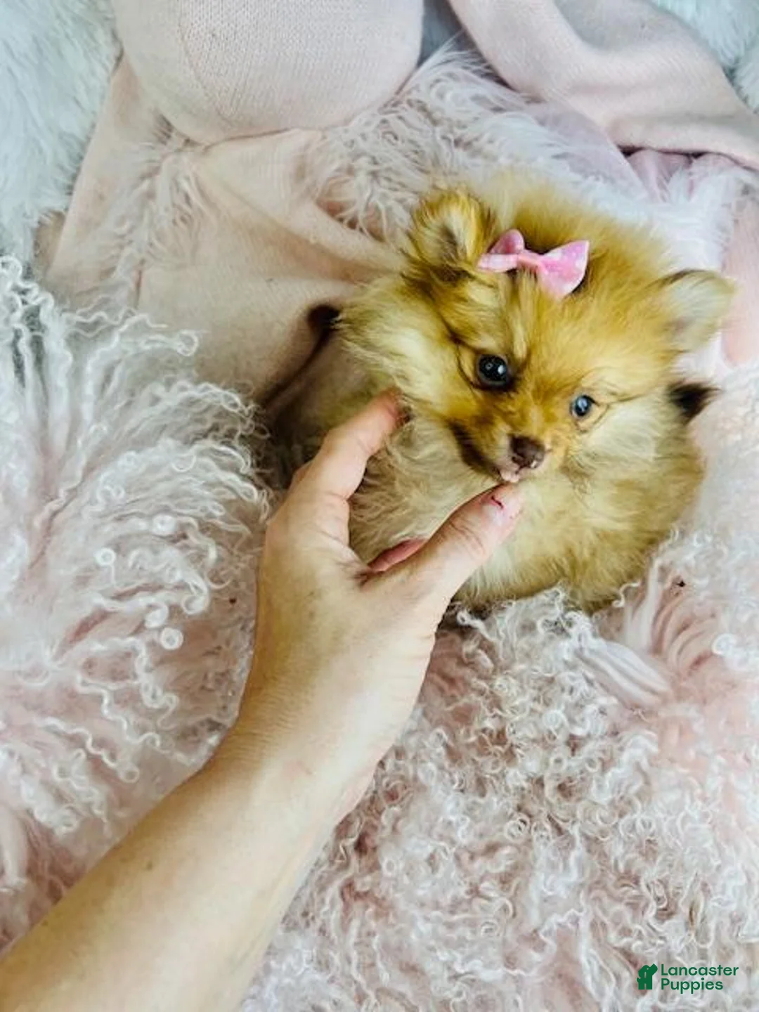 Pomeranian dogs for sale: Pomeranian Puppy 1 - Ad 1