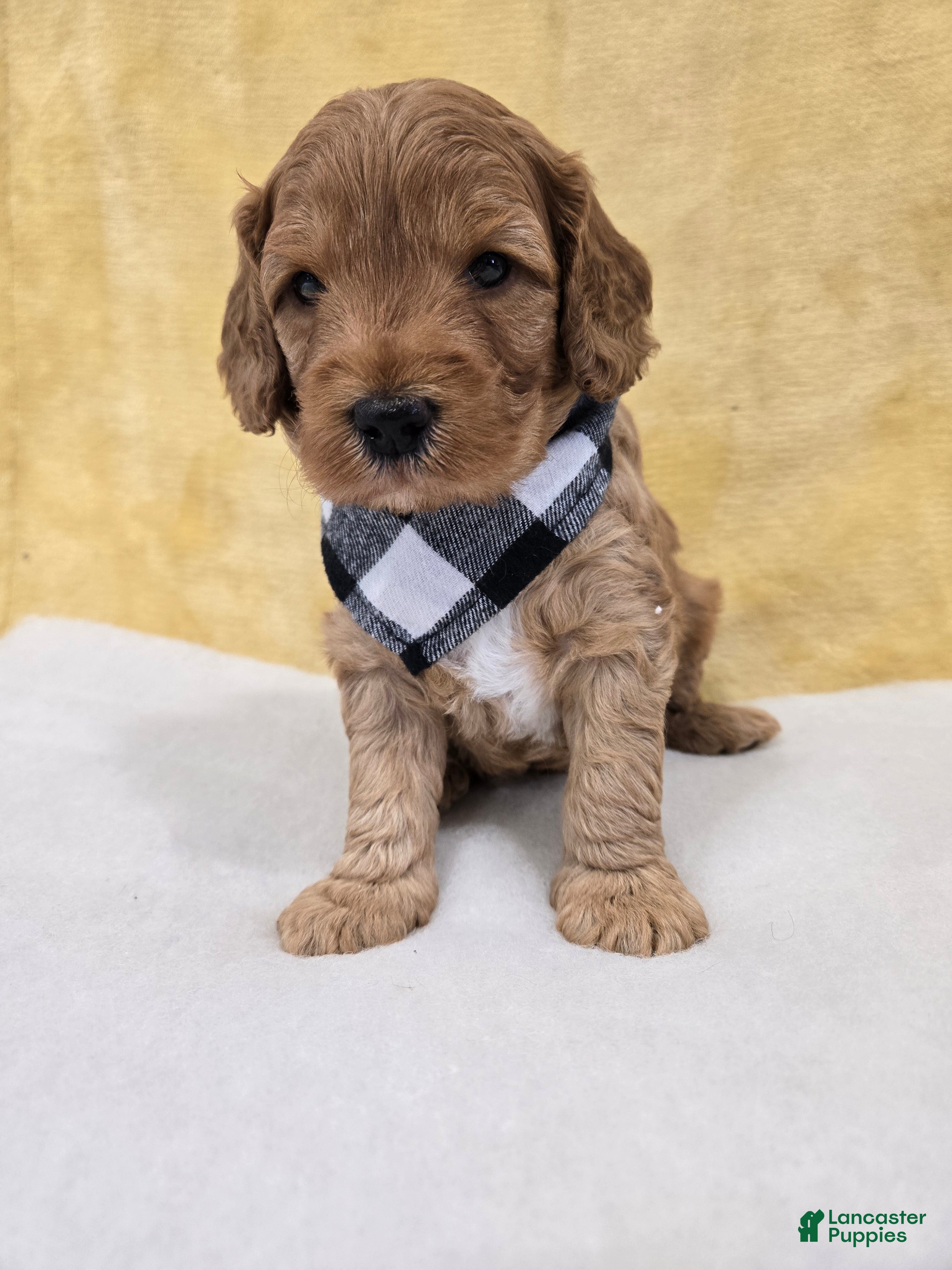 Mini Goldendoodle dogs Cliff - Ad 1