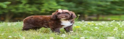 Portuguese Water Dog dogs for sale: Nora - Ad 3