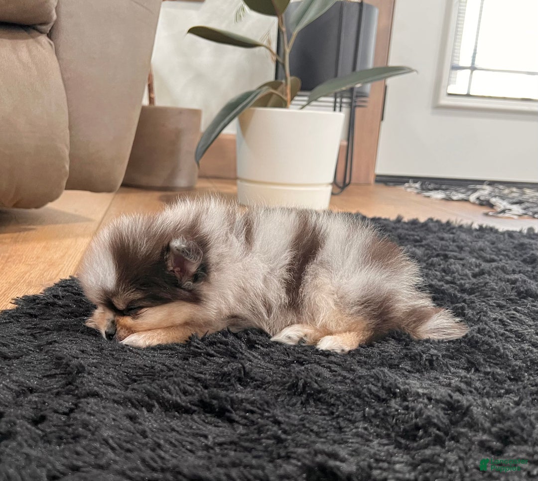 Pomeranian dogs for sale: Peanut - Ad 4
