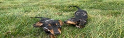 Miniature Dachshund dogs for sale: Pra clear CH Parents AKC  - Ad 15
