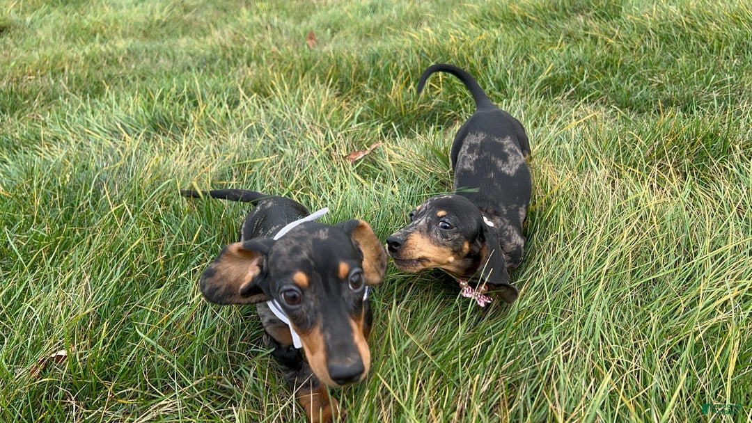 Miniature Dachshund dogs for sale: Pra clear CH Parents AKC  - Ad 15