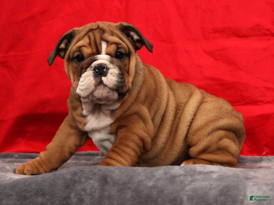 English Bulldog dogs for sale: Kendra - Ad 2