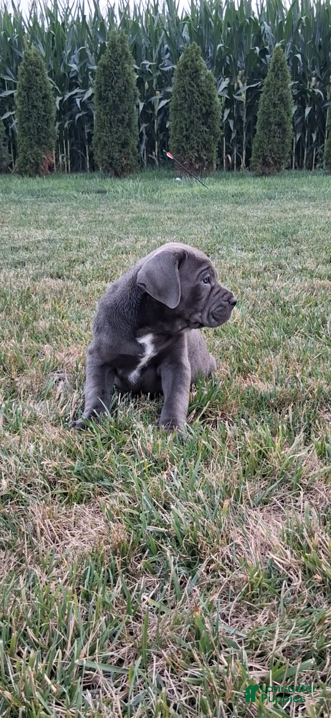 Cane Corso dogs Calla - Ad 2