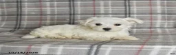 Maltese dogs for sale: Paige - Ad 5