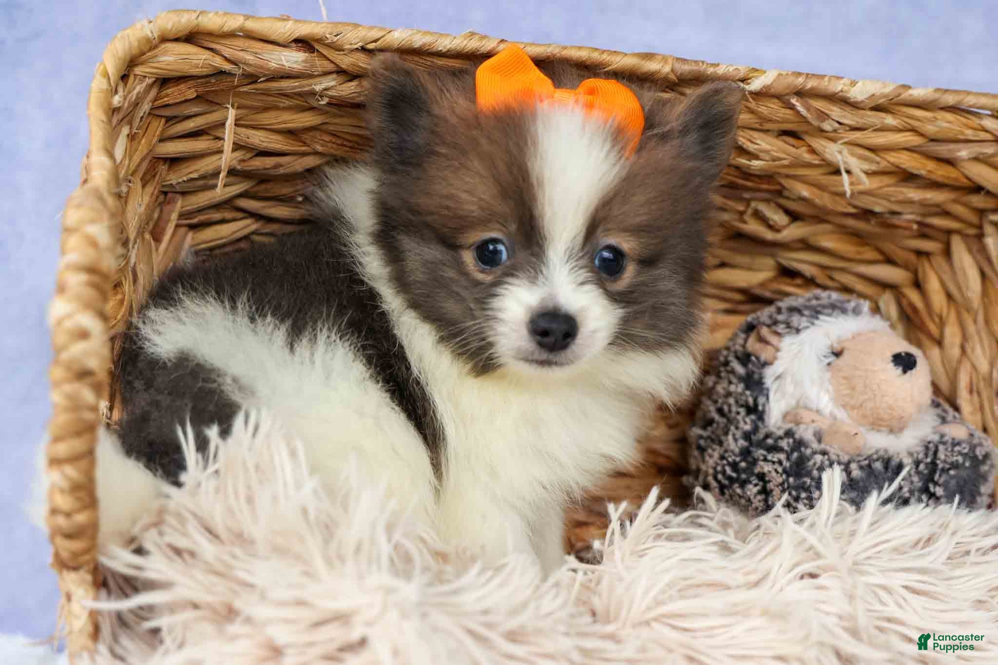 Pomeranian dogs Easton🐾 - Ad 2