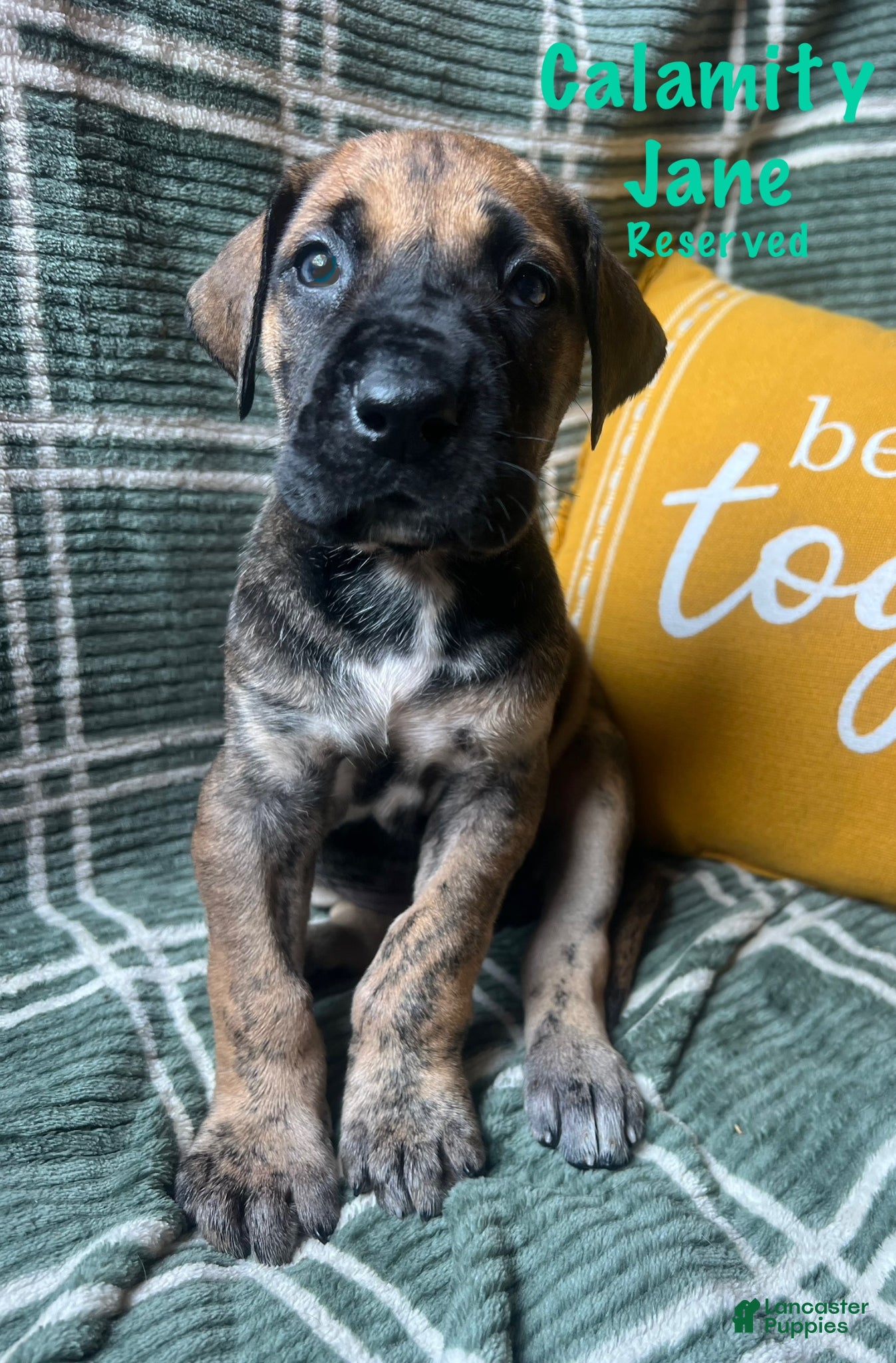 Great Dane dogs Calamity Jane - Ad 21