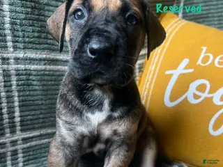 Great Dane dogs Calamity Jane - Ad 36