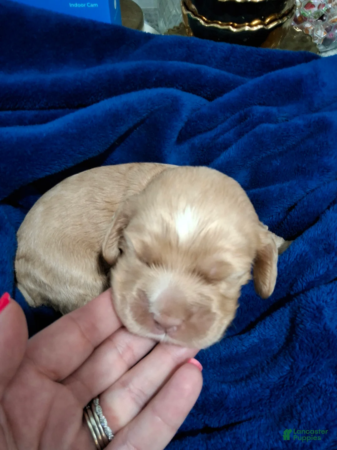 Cocker Spaniel dogs for sale: Cocker Spaniel Puppy 1 - Ad 1