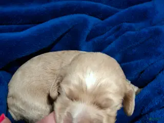 Cocker Spaniel dogs for sale: Cocker Spaniel Puppy 1 - Ad 1